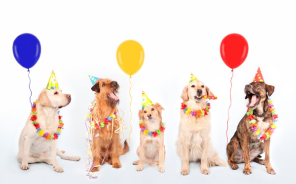 free happy birthday clip art with dogs - photo #25