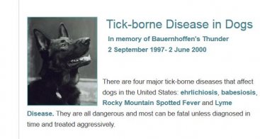 Tick-borne Disease in Dogs