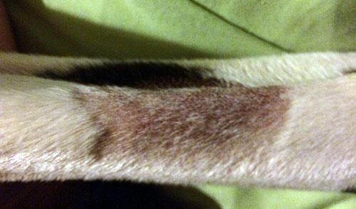 Steve-bruise_500x293