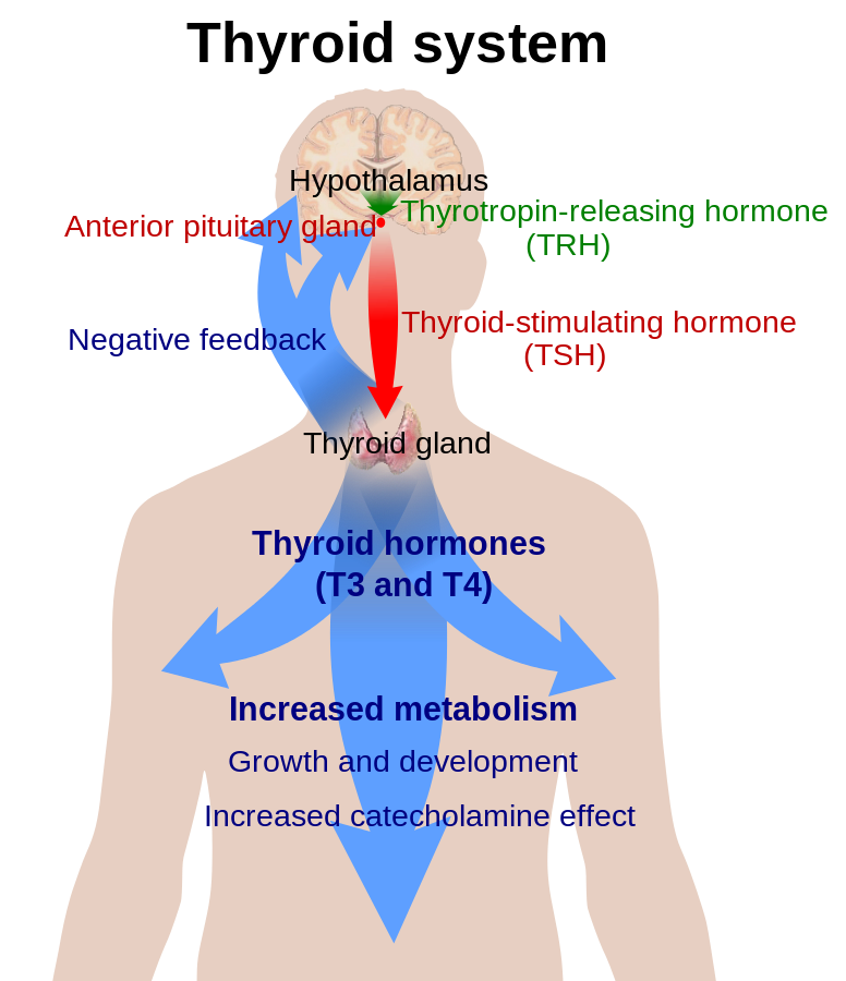 776px-Thyroid_system