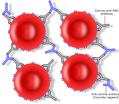 Coombs_test_autoagglutination