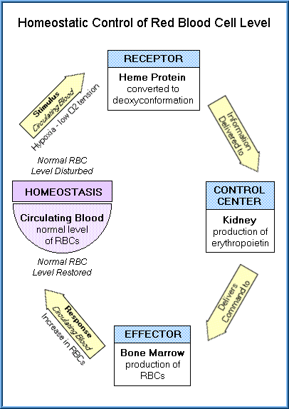 Homeostasis