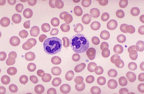 Red Blood Cells Normal