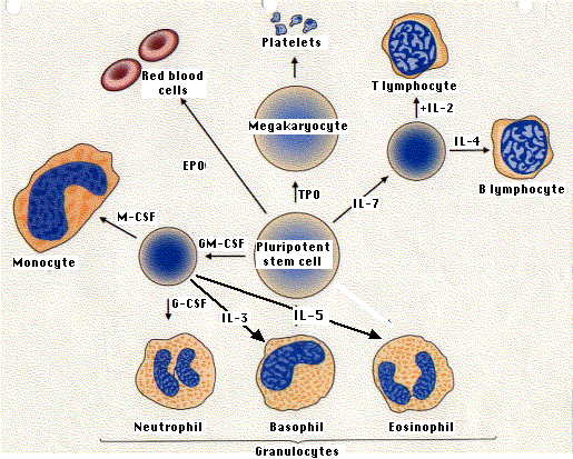 hematopoiesis