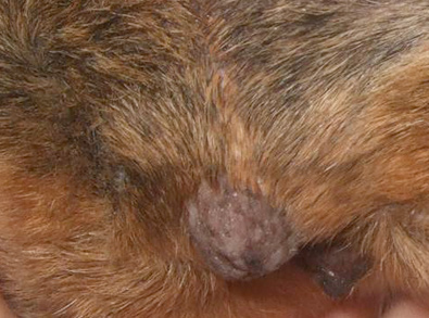 mast cell tumor