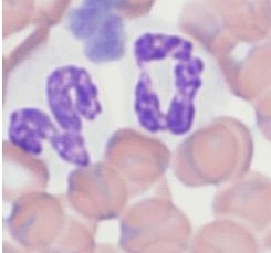 neutrophil-canine