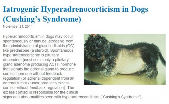 Iatrogenic Hyperadrenocorticism In Dogs