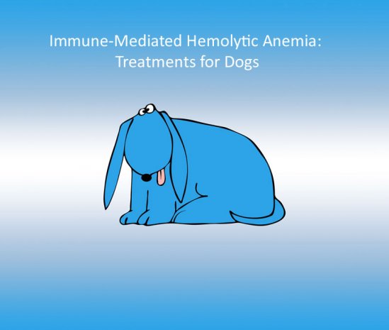 IMHA: Treating Dogs