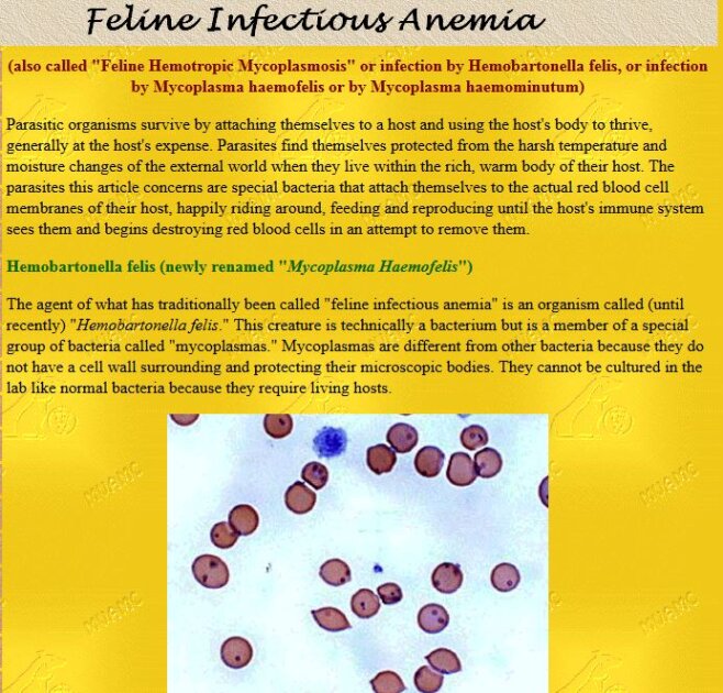 Feline Infectious Anemia