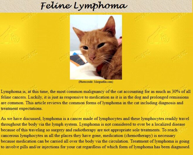 Feline Lymphoma